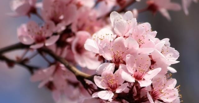 Huhtikuun kuukausitiedote / April event info